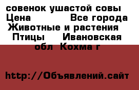 совенок ушастой совы › Цена ­ 5 000 - Все города Животные и растения » Птицы   . Ивановская обл.,Кохма г.